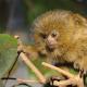 Самая маленькая обезьянка в мире – фото и характеристики